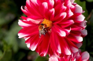 花, 佐治亚州, 花园, 夏天, 植物群, 红色, 脆, 美味