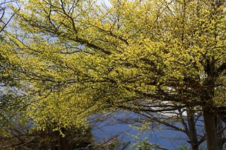 树木、景观、自然、季节、春季、幼树、初级、室外