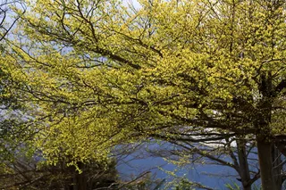 树木、景观、自然、季节、春季、幼树、初级、室外