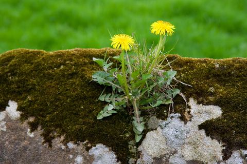 蒲公英，花，开花，开花，黄色，春天，墙壁，石头