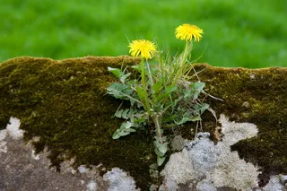 蒲公英，花，开花，开花，黄色，春天，墙壁，石头