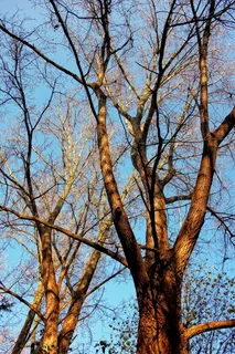 树, 树梢, 树干, 科, 两棵树, 光秃秃的树枝, 落叶, 秋天的树木 树, 树梢, 树干, 科, 两棵树, 光秃秃的树枝, 落叶, 秋天的树木