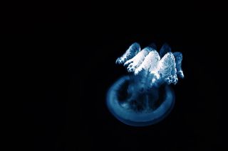 加拿大, 多伦多, 蓝色, 黑色, 黑暗, 水下, 水族馆, 水母