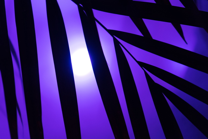 树叶剪影、棕榈树、霓虹灯、霓虹灯、派对、艺术、人造、树叶