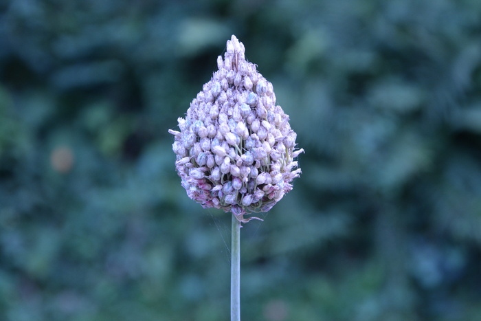 花，自然花园，一个巨大的花束，开花植物，脆弱，脆弱，植物，新鲜度