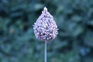 花，自然花园，一个巨大的花束，开花植物，脆弱，脆弱，植物，新鲜度