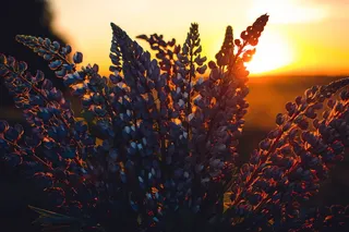 羽扇豆特写摄影