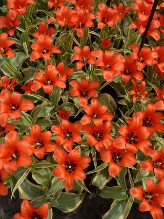 郁金香，基肯霍夫，春天，开花，开花，植物，郁金香床，花