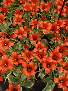 郁金香,基肯霍夫,春天,开花,开花,植物,郁金香床,花 郁金香,基肯霍夫,春天,开花,开花,植物,郁金香床,花