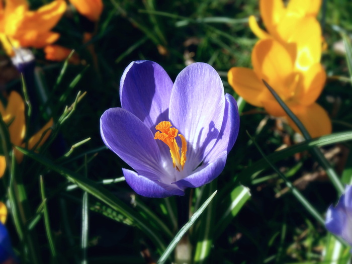 紫色和黄色番红花，春天的花，树叶，花园，花，紫色和黄色，自然，花蕾