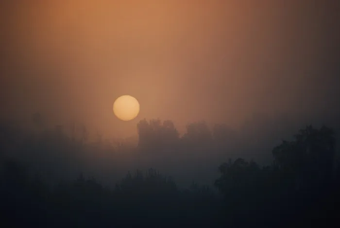 日出，早晨，黎明，天空，雾，树木，自然，森林