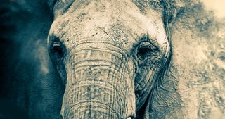 美国，圣地亚哥，圣地亚哥动物园，森林，皮肤，耳朵，大象，圣地亚哥