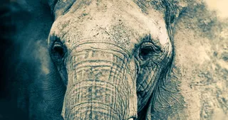 美国，圣地亚哥，圣地亚哥动物园，森林，皮肤，耳朵，大象，圣地亚哥