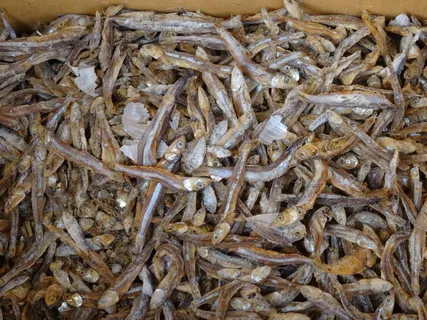 鱼干,特写,质地,小鱼干,食品,特写,海鲜,渔业 鱼干,特写,质地,小鱼干,食品,特写,海鲜,渔业