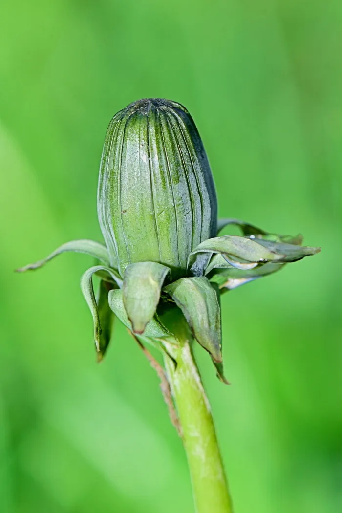 茎，花，宏，壁纸，自然，昆虫，叶，绿叶