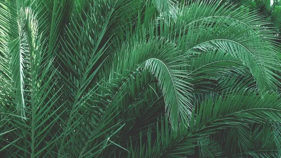 绿色,西米棕榈植物,叶子,棕榈,棕榈树,树,绿色,叶子 绿色,西米棕榈植物,叶子,棕榈,棕榈树,树,绿色,叶子