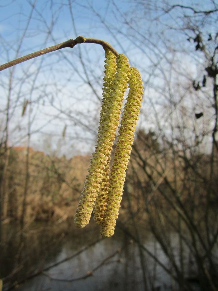 榛子、榛子、灌木、树木、植物区系、植物学、植物、物种