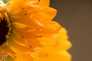 con2011，花，开花植物，脆弱性，脆弱性，自然之美，花瓣，花头