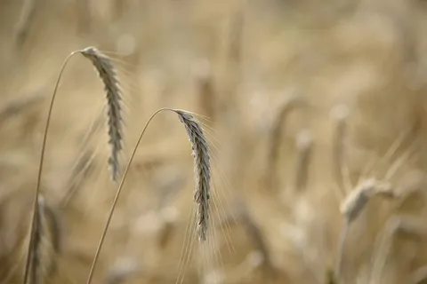 农业、大麦、玉米、谷物、农村、作物、农场、农田