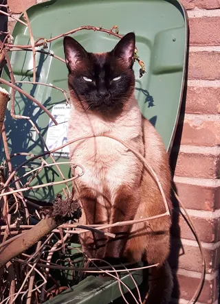 动物, 复活节星期日, 季节, 太阳, 哺乳动物, 一种动物, 家养, 家养动物