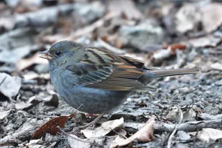 自然，野生动物，户外，鸟类，动物，点击下载，野生动物，脊椎动物