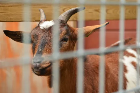 孩子，好奇，被抓住，围栏，抚摸，户外，动物主题，动物