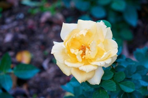 花，植物，自然，叶，开花植物，自然之美，脆弱，脆弱