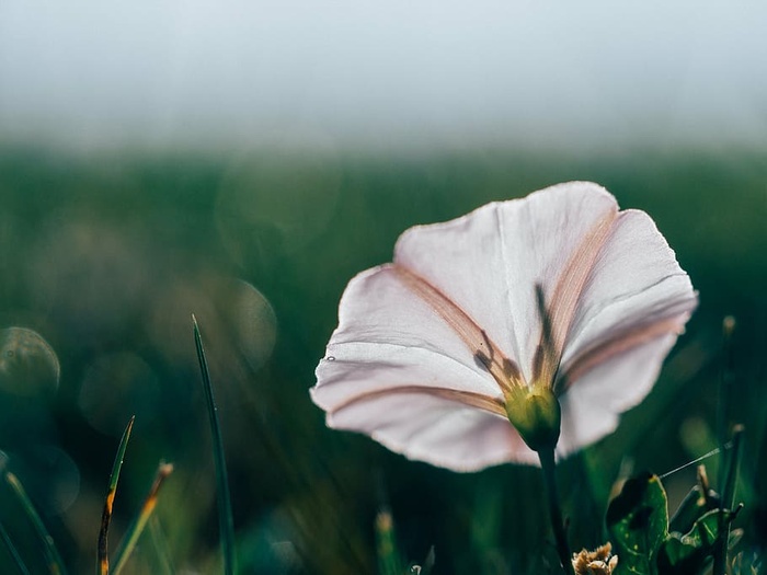 bloom，bloom，flora，flower，grass，macro，plant，royalty图像