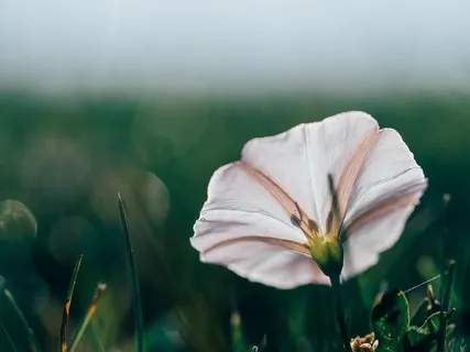 bloom,bloom,flora,flower,grass,macro,plant,royalty图像 bloom,bloom,flora,flower,grass,macro,plant,royalty图像
