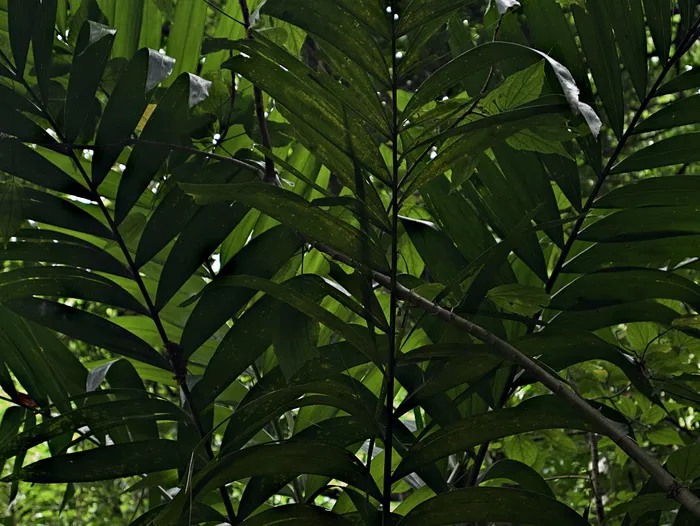 绿色，植物，叶子，植被，树，光，耀斑，蕨类