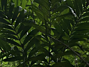 绿色，植物，叶子，植被，树，光，耀斑，蕨类