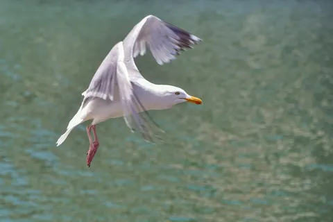 海鸥,飞行,海,鸟,苍蝇,海鸥,动物,野生动物 海鸥,飞行,海,鸟,苍蝇,海鸥,动物,野生动物