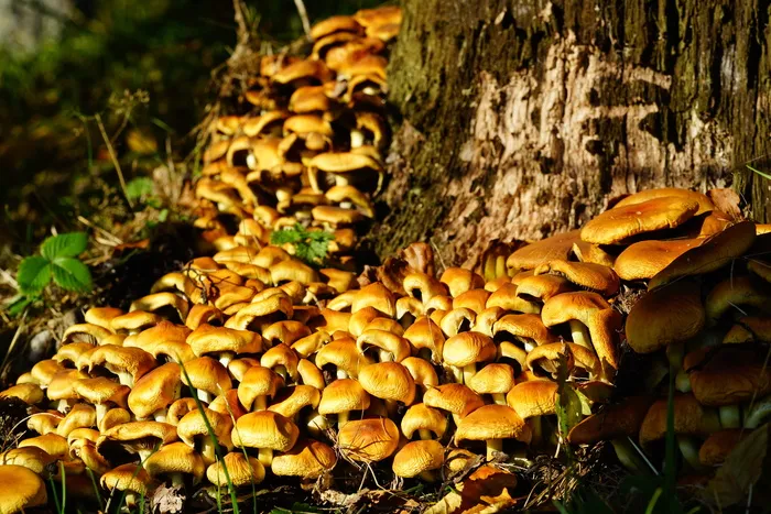 蘑菇，nameko，galerina，träuschling相关，strophariaceae，真菌生长，树，蘑菇