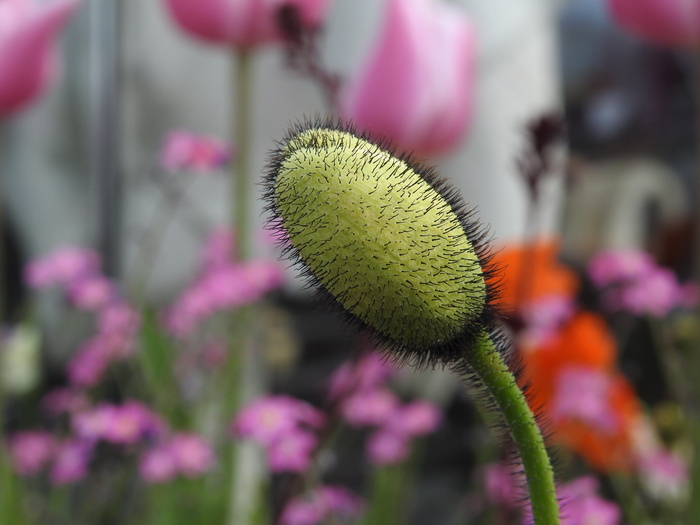 雌蕊、芽、花瓣、夏季、自发、自然、花、植被