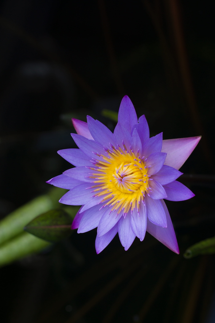 美丽，美丽，绽放，绽放，绽放，花朵，百合，莲花