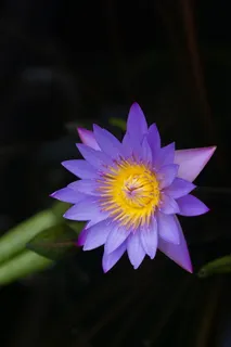美丽,美丽,绽放,绽放,绽放,花朵,百合,莲花 美丽,美丽,绽放,绽放,绽放,花朵,百合,莲花