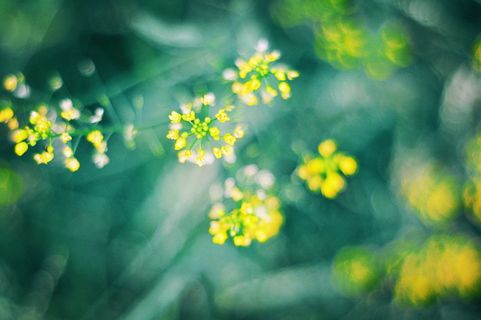 植物、食品、调味品、莳萝、法国克雷凡奇、维克多雨果街15号、布鲁姆