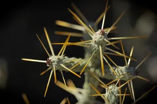 肉质，仙人掌，仙人掌，多刺，刺状，枕状，自然，好斗