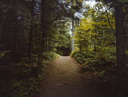 白天树木之间的空通道