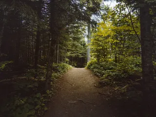 白天树木之间的空通道