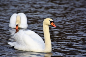 二、白色、天鹅、身体、水、白天、水鸟、schwimmvogel