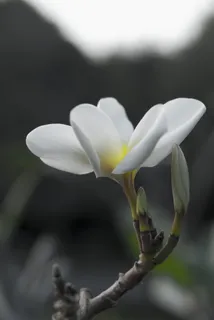 花朵、色调、花瓣、早晨、自然、白色、生长、辉光 花朵、色调、花瓣、早晨、自然、白色、生长、辉光