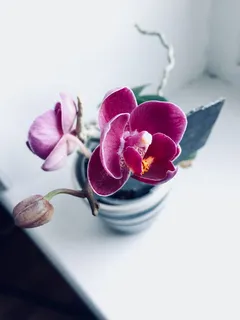 白色陶瓷壶中的紫色兰花 白色陶瓷壶中的紫色兰花