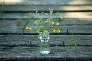 黄色、白色、花朵、花瓶、野花、花束、大自然、草药