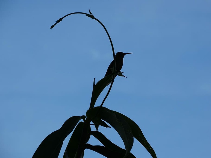 蜂鸟，热带，鸟，花，自然，绿色，蜂鸟，花