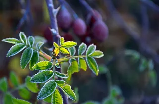 野玫瑰, 叶, 引擎, 玫瑰驱动器, 野生驱动器, 成熟, 弗罗斯特, 玫瑰果