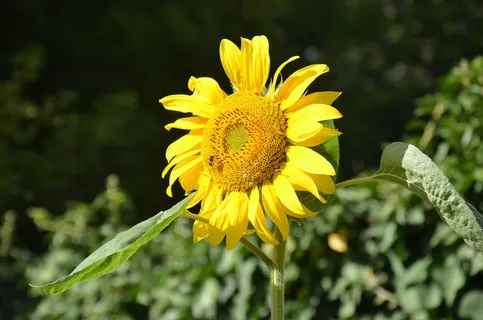 向日葵,花,不完整,开花植物,黄色,植物,生长,脆弱性 向日葵,花,不完整,开花植物,黄色,植物,生长,脆弱性