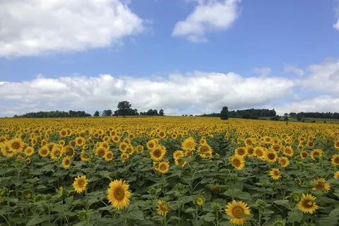 摄影,向日葵田,向日葵田,花朵,花朵,花朵,盛开 摄影,向日葵田,向日葵田,花朵,花朵,花朵,盛开