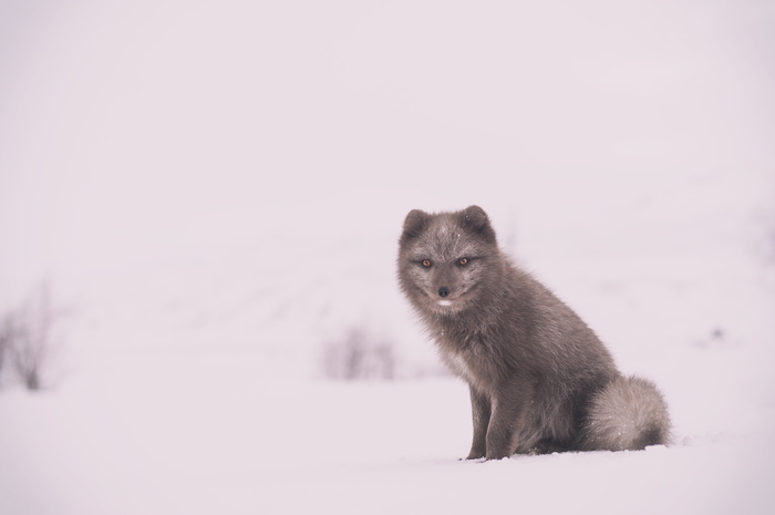 灰色、狼、雪、近景、照片、狐狸、动物、野生动物