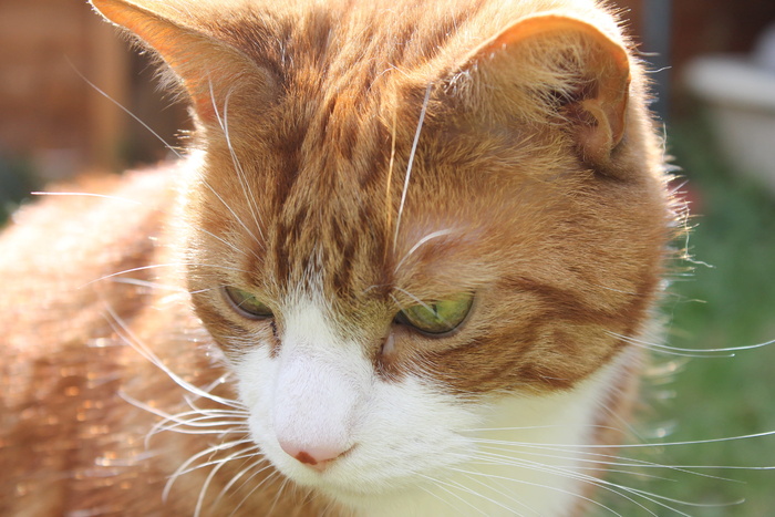 猫，姜猫，猫脸，猫特写，姜，威士忌，一个动物，动物主题
